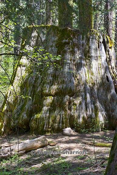 sequoia stump 1 graphic